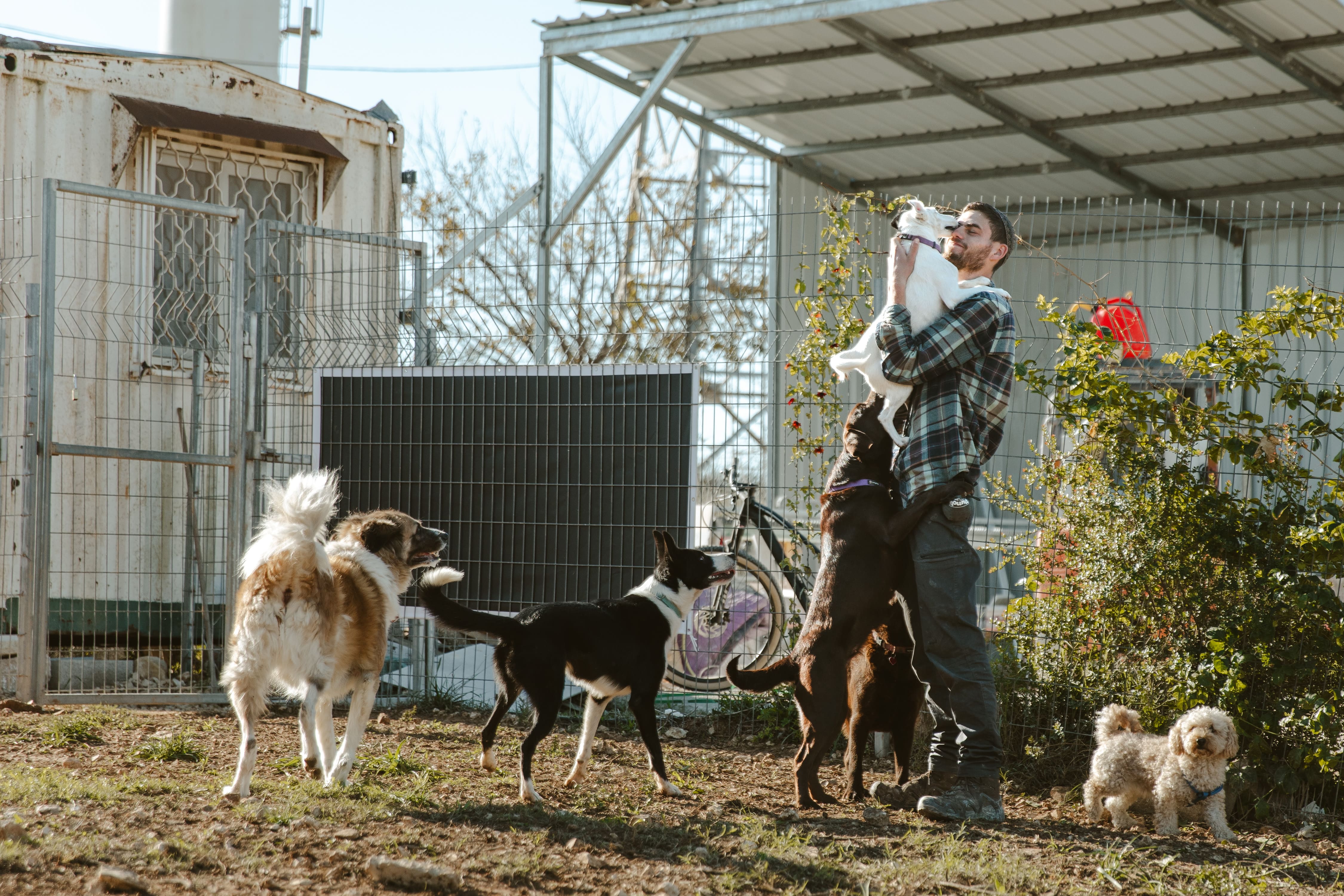 כלבים משחקים עם אבי